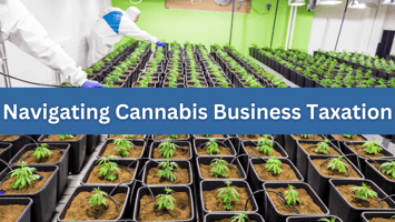 cannabis business